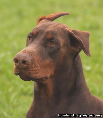 Dobermann Armi 