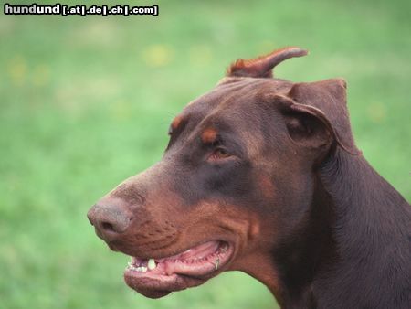 Dobermann Armi 