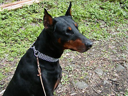 Dobermann