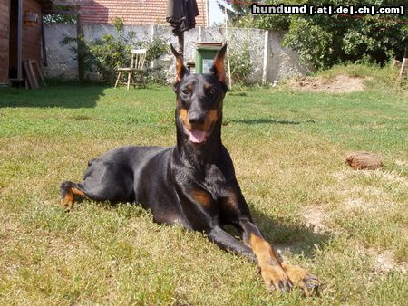 Dobermann Qui Vive