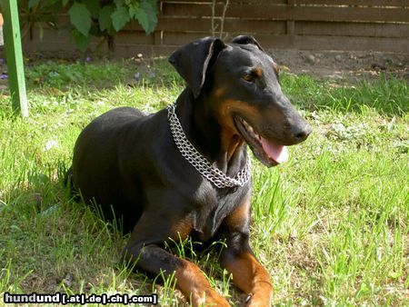 Dobermann Carmen - Sommer 2003