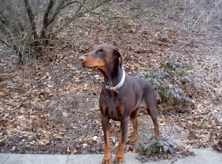 Dobermann Ellison vom Heinrichstal