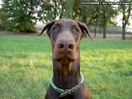 Dobermann Armand