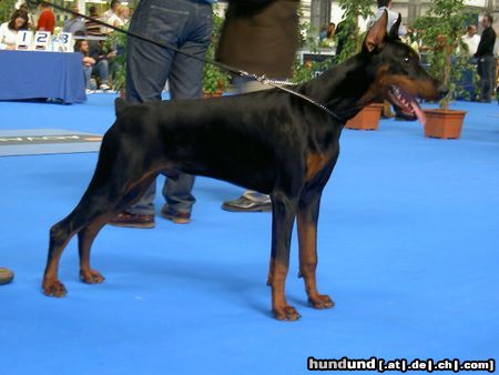 Dobermann ALPHA BEST of MILANO 8 Monate alt, CACIB Salzburg 2004: Best Dobermann Puppy und BEST PUPPY (BIS) of CACIB SALZBURG 2004 EURO DOG SHOW 2004: Best Dobermann Puppy, Best Puppy of Second Group und BEST PUPPY OF EURO DOG SHOW BARCELONA 2004