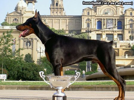 Dobermann ALPHA BEST of MILANO 8 Monate alt, CACIB Salzburg 2004: Best Dobermann Puppy und BEST PUPPY (BIS) of CACIB SALZBURG 2004 EURO DOG SHOW 2004: Best Dobermann Puppy, Best Puppy of Second Group und BEST PUPPY OF EURO DOG SHOW BARCELONA 2004