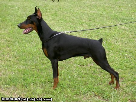 Dobermann ALPHA BEST of MILANO 8 Monate alt, CACIB Salzburg 2004: Best Dobermann Puppy und BEST PUPPY (BIS) of CACIB SALZBURG 2004 EURO DOG SHOW 2004: Best Dobermann Puppy, Best Puppy of Second Group und BEST PUPPY OF EURO DOG SHOW BARCELONA 2004