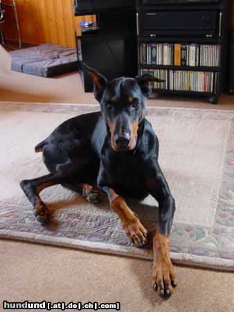 Dobermann