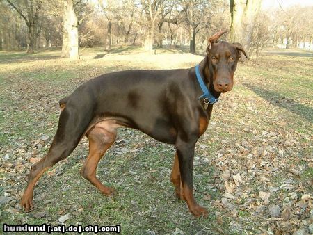 Dobermann Armand