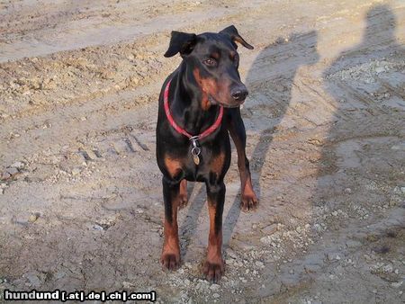 Dobermann Darien 1998.08.27 - 2003.05.17