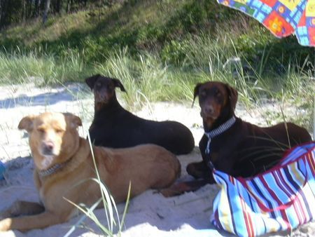 Dobermann hunde trio im urlaub