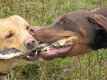 Dobermann sally & canis 