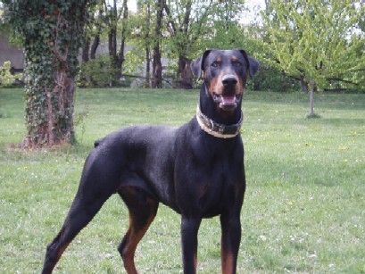 Dobermann Nochmal Sam