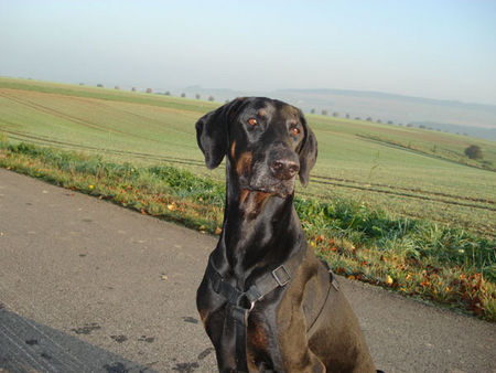 Dobermann Morgensonne