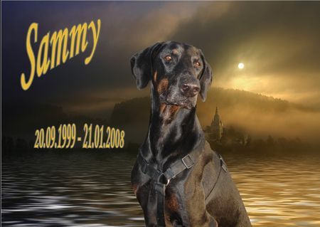 Dobermann Abschied