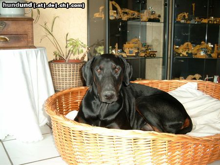 Dobermann Sammy in seinem Bett