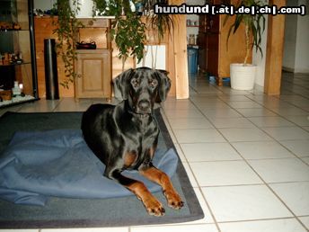 Dobermann immer lieb