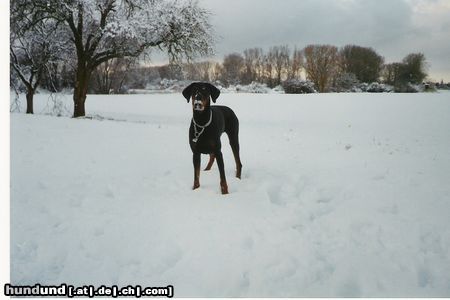 Dobermann Cleo