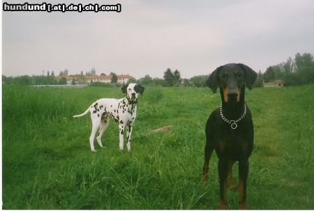 Dobermann Cleo mit ihrem Lebensgefährten Joker