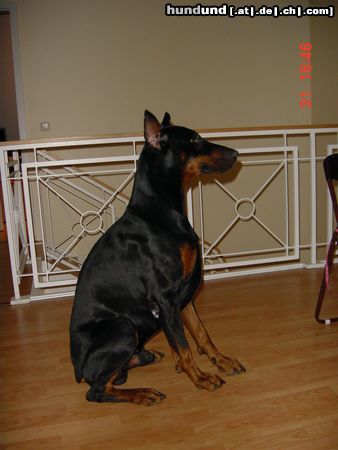 Dobermann Shakur