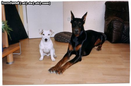 Dobermann Snoopy & Shakur (v.l.)