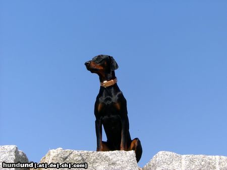 Dobermann Snoop(Tolle Aussicht)