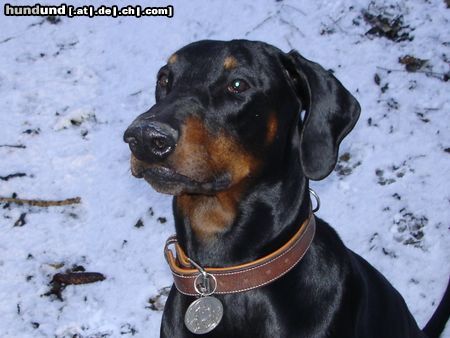 Dobermann Ist was???