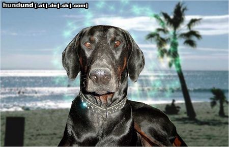 Dobermann Hundeurlaub