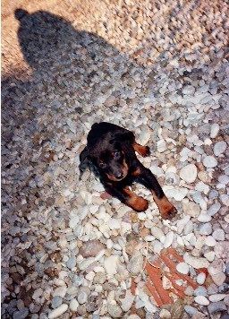 Dobermann ZAK AUS KROATIEN ZAGREB