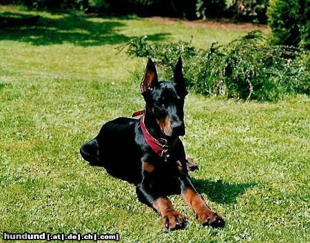 Dobermann Valco 