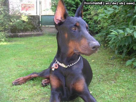 Dobermann Valco 