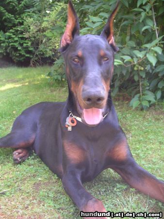 Dobermann Valco 