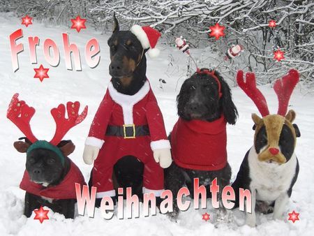 Dobermann Happy X-Mas