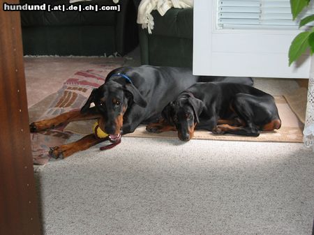 Dobermann Xierra & Brunello