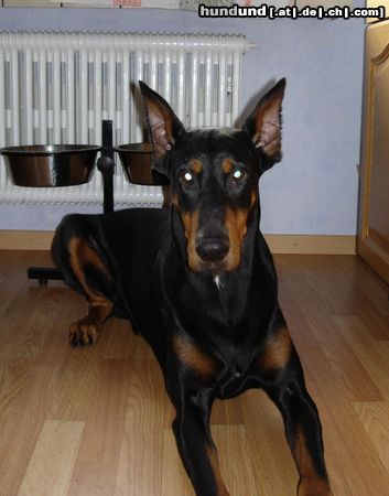 Dobermann Adonis