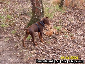 Dobermann Träumerchen