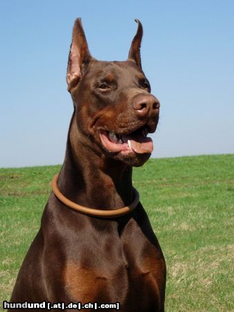 Dobermann