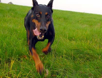 Dobermann Alien