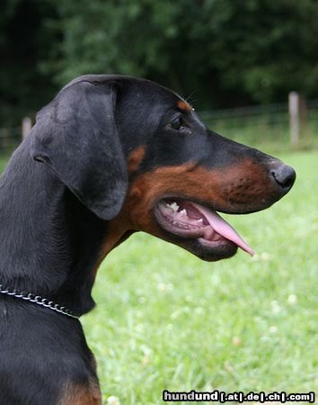 Dobermann Alina Dobi Royal (15 Wochen alt)