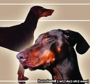 Dobermann