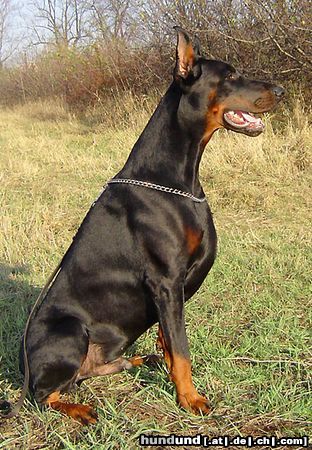 Dobermann