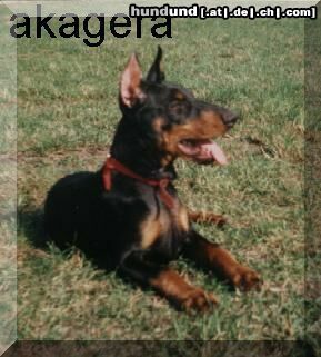 Dobermann Anaconda Akagera 3 monate