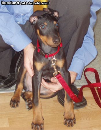 Dobermann Aramis mit 9 Wochen