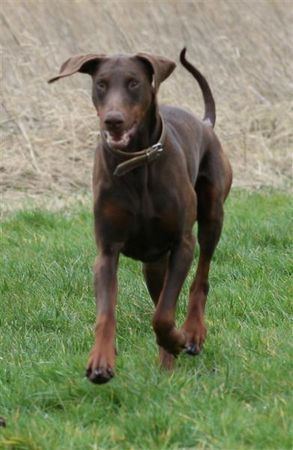 Dobermann