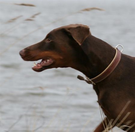 Dobermann