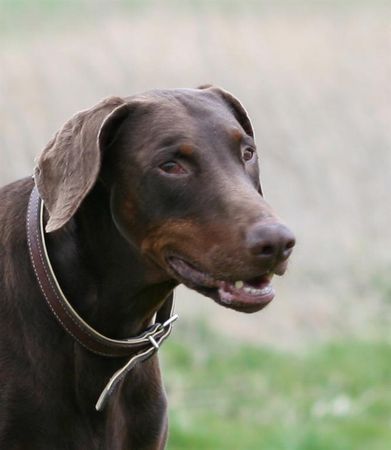 Dobermann