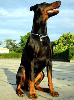 Dobermann Arnold Halit Pasa  - certifikat of canisterapie, ZTP - V1A, HD - A