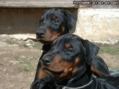 Dobermann Baby