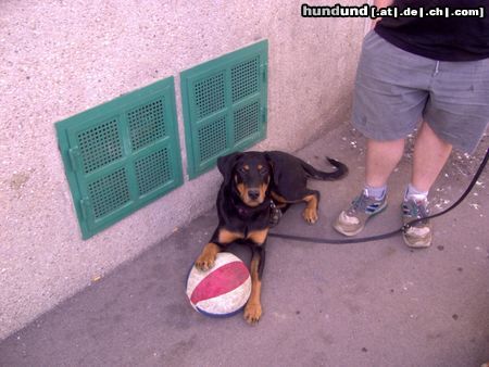 Dobermann mein hund benny