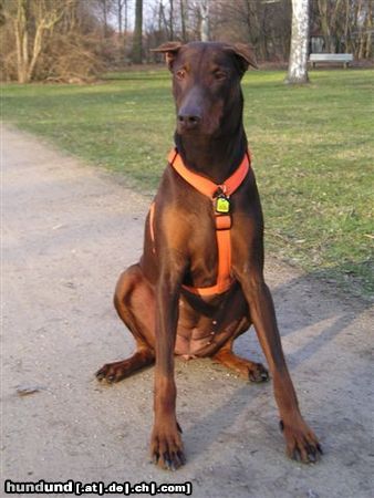 Dobermann Ginger