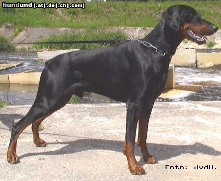 Dobermann Hertog Chivas Boy van Olympiastaete